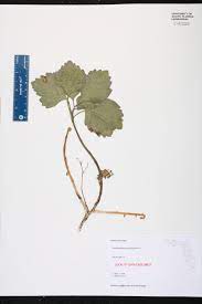 We did not find results for: Pachysandra Procumbens Species Page Isb Atlas Of Florida Plants