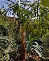 Trachycarpus sp nova, is a fairly new palm to cultivation. Trachycarpus Sp Nova Cold Hardy Palms Palmtalk