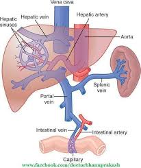 There are two types of them: Liver Anatomy Vasculature Anatomy Drawing Diagram