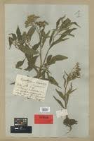 Image result for Ethulia conyzoides