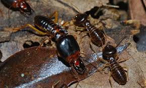 This page is a general bird mites control guide. Uncategorized Archives Pro Pacific Pest Control