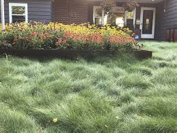 Grass alternatives can save you time and money while helping the planet! Turf Alternatives Blue Thumb
