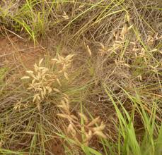 Image result for Eragrostis racemosa