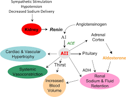 Recently, it has also been documented to produce neurological. Dual Blockade Of The Renin Angiotensin System In Diabetic Nephropathy Diabetes Care