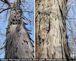 But in many instances, bark colour can greatly vary and is dependent on factors such as the age of the specimen and moisture. Hickory Trees Types Bark Leaves Identification Guide Pictures