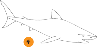 All you need is something to draw with, paper, and coloring s. Tiger Shark Sea Creatures Book