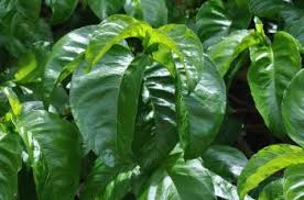 Image result for Vangueria