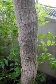 Image result for Ricinodendron