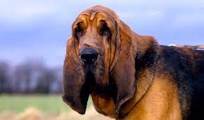 A bloodhound has approximately 230 million scent receptors (significantly more than human beings, who only have 5 million). Bloodhound Dog Breed Information