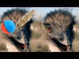 We Can T Stop Watching These Emus Freak Out About A Ball Animals Emu Funny Birds