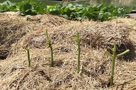 Check spelling or type a new query. How To Grow Bush Beans Gardener S Path