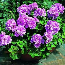 Image result for Geranium ocellatum
