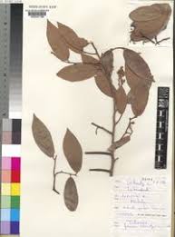 Image result for Grewia schmitzii