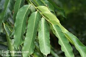 Image result for Drypetes