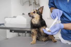 Traumatic Injuries In Dogs: Causes, Symptoms & Treatment