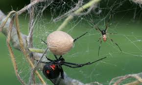 Black widows are highly poisonous; 8 Facts About The Black Widow Spider