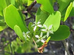 Image result for Lumnitzera racemosa