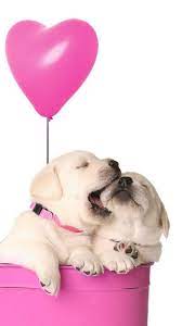 Puppy Love Cute Dog Wallpaper Dog Wallpaper Animal Wallpaper