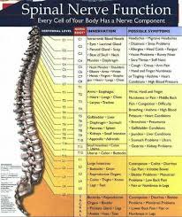 spinal nerve innervation physical therapy neurology