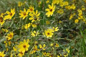 Image result for Bidens urceolata