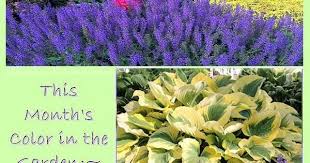 Farbe Dieses Monats Im Garten 12 Schattierungen Von Lila Bluten Fur Ihren Garten Ideen Baum Lila Bluten Garten Schattierungen