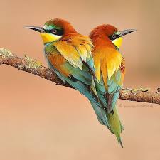 Certain species, such as cockatiels, budgerigars, finches, doves, and lovebirds, can thrive as pets with proper care. Best Birds Of World On Instagram Follow Us For Amazing Bird Photography From Around The World Visit Th Bird Photography Wild Birds Unlimited Beautiful Birds