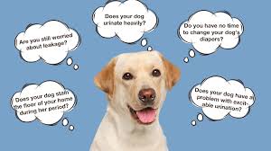 Amazon.com : Dono Dog Diaper Liners, Super-Absorbent Dog Booster Pads 40ct  Disposable Doggie Diapers Inserts Fit Washable Dog Diapers Female, Male Dog  Belly Bands, Belly Wraps, XL : Pet Supplies