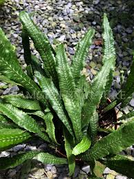 Image result for Diplazium humbertii
