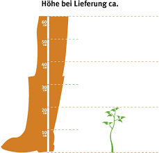 Image result for Pieris japonský debutante obrázek