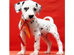 There's an adorable dalmatian puppy at the pet shop. Dalmatian Puppies For Sale Ohio Petfinder
