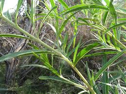 Image result for Gomphocarpus fruticosus