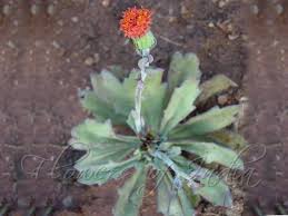 Image result for Kleinia fulgens