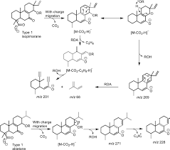 Image result for Aeollanthus pubescens