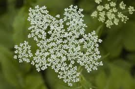 Neem nou het kruid zevenblad. Doe Tip Koken Met Onkruid Ivn