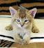 Available Chausie Kittens For Sale & Cats For Adoption