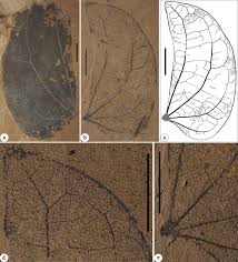 Image result for Aphanocalyx richardsiae