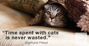 Maybe you would like to learn more about one of these? Ten Best Cat Quotes Ever The Honest Kitchen Blog