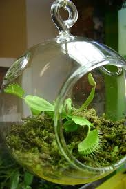Venus Flytrap Terrarium Venus Fly Trap Terrarium Venus Fly Trap Fly Traps