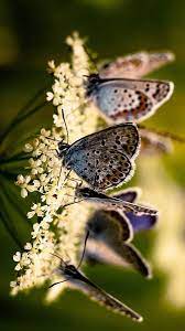 Ugly betty follows the life of betty suarez, who comes from a struggling latino family and has no interest in the glamorous. Spring Time Beautiful Butterflies Animals Beautiful