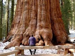 Conocemos uno de los mejores lugares de naturaleza de cantabria. Clonan Sequoias De 3 000 Anos Para Regenerar Bosques Agrolatam