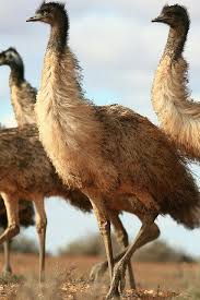 Bird That Sounds Like A Monkey Australia Young Emus Australia Animals Australian Fauna Australian Native Animals