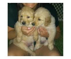 Highly selective retriever puppy litters are born each year at minoggie kennels. Golden Retriever Puppy For Sale By Owner Puppies For Sale Near Me