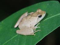 Image result for Sarcophrynium prionogonium