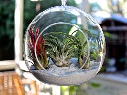 Our service consultants will be. Hanging Terrarium Air Plant Kit Terrariums Air Plant Design Studio