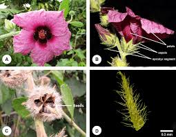 Image result for Hibiscus diversifolius