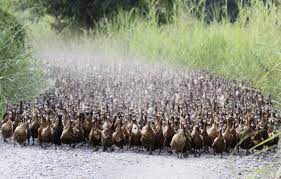 Photos Of The Day Duck Photo Duck Animal Photo