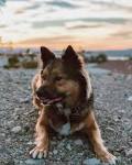Border Collie-German Shepherd Dog Mix Dogs for Adoption in ...