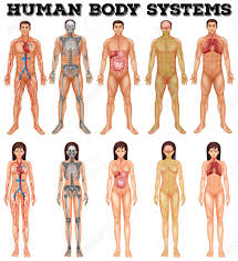 Check spelling or type a new query. Body System Of Man And Woman Illustration Royalty Free Cliparts Vectors And Stock Illustration Image 48319112