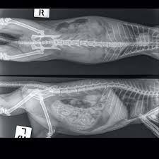 Weeks three and four : Cat Pregnancy Calculator 2021 Feline Gestation Calendar The Goody Pet