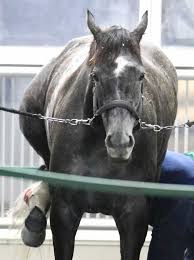 Последние твиты от ケイン・ヤリスギ「♂」 (@kein_yarisugi). æœ‰é¦¬è¨˜å¿µ ã‚¯ãƒ­ãƒŽã‚¸ã‚§ãƒã‚·ã‚¹ æ–‰è—¤å´‡å¸« æ„›å¼Ÿå­ã¨20å¹´ç· ã‚ããã‚‹ ã‚¹ãƒãƒ‹ãƒ Sponichi Annex ã‚®ãƒ£ãƒ³ãƒ–ãƒ«